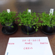 Plantas cosechadas en suelo lunar (izquierda), marciano (centro) y terrestre (derecha). Imagen: Wieger Wamelink.